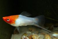 Лот: 16204572. Фото: 2. Меченосец Санта Клаус ( Xiphophorus... Аквариумистика
