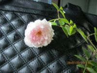 Лот: 5759795. Фото: 2. молодой саженец розы розовый1. Комнатные растения и уход