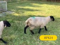 Лот: 19694034. Фото: 8. Суффолк Британской селекции