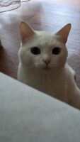 Лот: 19612500. Фото: 2. Котята белые. Животные и уход
