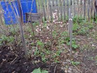 Лот: 9629487. Фото: 5. Вишня войлочная, плодоносящий...