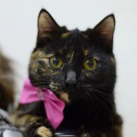Лот: 6780826. Фото: 2. Ласковая кошечка в хорошие руки. Животные и уход