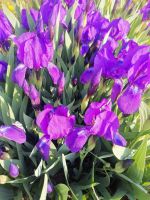 Лот: 20541049. Фото: 3. ирисы фиолетовые низкорослые. Для дачи, дома, огорода, бани, парка