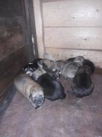 Лот: 11349461. Фото: 3. Подарю щенков!. Растения и животные