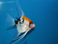 Лот: 16215749. Фото: 2. Скалярия Кои (Pterophyllum scalare... Аквариумистика