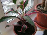 Лот: 5296819. Фото: 2. кордилина. Комнатные растения и уход