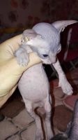 Лот: 6640098. Фото: 2. Очаровательная лысая девочка!. Животные и уход