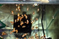 Лот: 7624928. Фото: 2. Клоуны (Amphiprion ocellaris... Аквариумистика