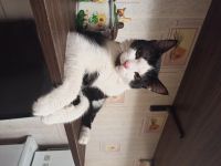 Лот: 17063820. Фото: 6. Коты домашние