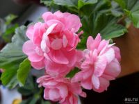 Лот: 13565951. Фото: 3. Пеларгония розебудная Анита (Anita... Растения и животные