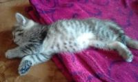 Лот: 17556696. Фото: 4. Котёнок. Красноярск