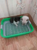 Лот: 17061025. Фото: 4. Милые котята. Красноярск