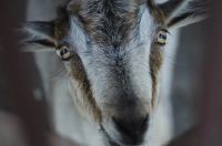 Лот: 9816210. Фото: 2. Nikon 50mm 1:1.8D AF Nikkor. Фото, видеокамеры, оптика