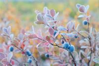 Лот: 10046305. Фото: 4. Nikon dx af-s Nikkor 35mm 1.8G...