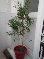 Лот: 7717698. Фото: 3. Фикус Бенджамин Наташа. высота... Растения и животные