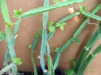 Лот: 9870041. Фото: 2. Куплю циссус кактусовидный (Cissus... Комнатные растения и уход