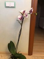 Лот: 16072364. Фото: 2. Орхидея Фаленопсис Грандифлора. Комнатные растения и уход