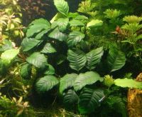 Лот: 15653070. Фото: 3. Анубиас Кофефолия (Anubias barteri... Растения и животные