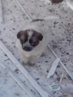 Лот: 6465643. Фото: 2. милый щенок. Животные и уход