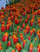 Лот: 15111835. Фото: 2. Тюльпаны оптом Кемерово сорт Fabio. Цветы, букеты