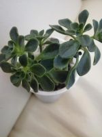 Лот: 5917063. Фото: 5. суккулент, аихризон - дерево любви...