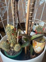 Лот: 19669965. Фото: 2. Кактус Маммилярия. Комнатные растения и уход