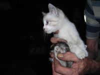 Лот: 7938185. Фото: 6. Котята