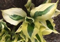 Лот: 9764197. Фото: 2. хоста "Хэнки Пэнки" (hosta 'Hanky... Семена, рассада, садовые растения