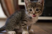 Лот: 5662697. Фото: 2. Котенок. Животные и уход
