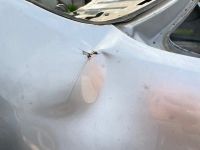 Лот: 25747918. Фото: 5. крыло Hyundai Solaris RB