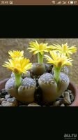 Лот: 9805506. Фото: 5. семена лотоса Lithops Pseudotruncatella