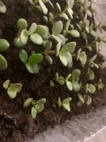 Лот: 19107450. Фото: 2. Растение. Комнатные растения и уход