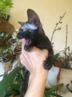 Лот: 18298868. Фото: 5. Котенок канадский сфинкс девочка
