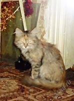 Лот: 2426475. Фото: 2. 2 кота ищют теплый дом, ПЖЛ. СРЧН... Животные и уход