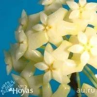 Лот: 13595579. Фото: 2. Хойя Hoya marginata. Комнатные растения и уход