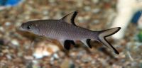 Лот: 16202579. Фото: 2. Акулий Бала (Balantiochelus melanopterus... Аквариумистика