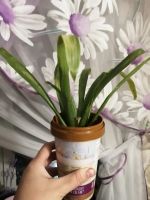 Лот: 21249743. Фото: 2. Гузмания цветок. Комнатные растения и уход