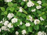 Лот: 3954535. Фото: 4. Саженцы Калины Гордовины с закрытой...