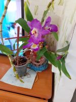 Лот: 19134348. Фото: 2. Орхидея дендробиум нобиле,цветет... Комнатные растения и уход