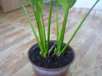 Лот: 1877811. Фото: 2. красивый цветок-отросток. Комнатные растения и уход