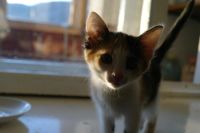 Лот: 7455091. Фото: 4. ну очень общительная девочка. Красноярск