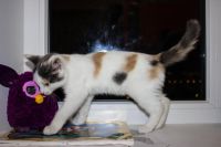 Лот: 6246337. Фото: 3. Котенок, девочка, 4 месяца. Растения и животные