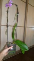 Лот: 3535408. Фото: 5. орхидея фаленопсис № 34 (точечная...