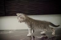 Лот: 4135424. Фото: 2. шотландский котенок страйт. Животные и уход