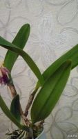 Лот: 8610658. Фото: 7. орхидея каттлея желтая с бледно-малиновой...