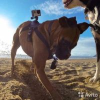 Лот: 9433242. Фото: 3. Крепление на собаку для GoPro... Фото, видеокамеры, оптика