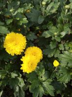 Лот: 11463442. Фото: 3. Хризантемы. Для дачи, дома, огорода, бани, парка