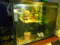 Лот: 1728754. Фото: 2. Аквариум 52л. Фон! Доставка!. Аквариумистика