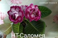 Лот: 18980119. Фото: 5. Глоксиния - лист срез 1
