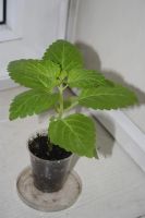 Лот: 3407812. Фото: 3. Колеус 18. Растения и животные